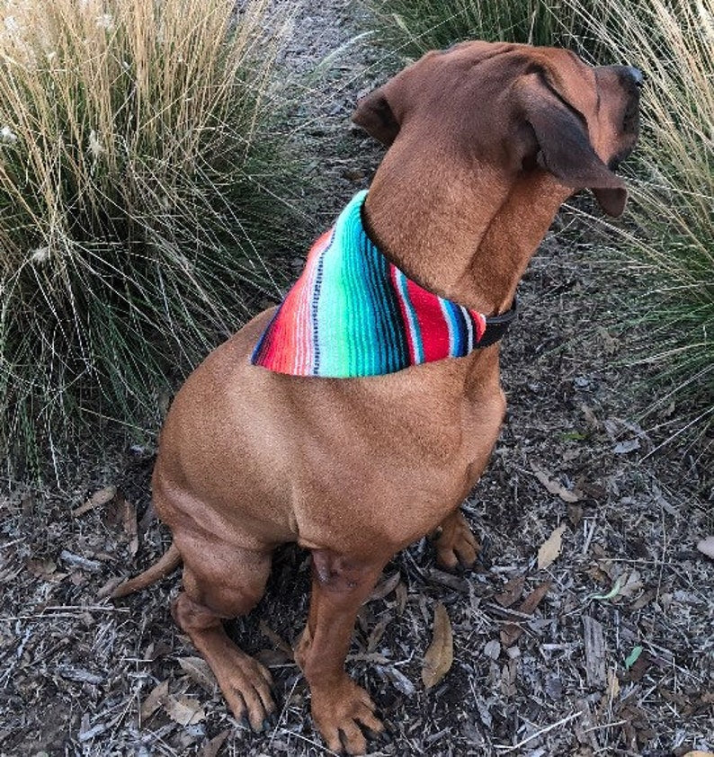 K Calor Serape Pet Scarf